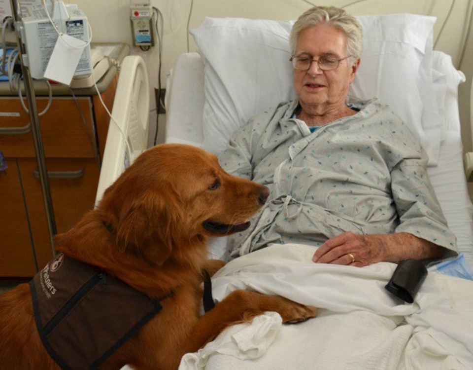 Pet therapy